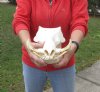 13 inch long African Warthog Skull for sale with 6 inch Ivory tusks <font color=red>(Holes on the front of skull, some missing teeth)</font>- You are buying this one for $125.00