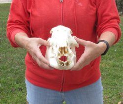 11 inch African Bush Pig Skull, Potamochoerus larvatus for $42.00 