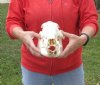 11 inch African Bush Pig Skull, Potamochoerus larvatus - you are buying the one pictured for $60.00 (Broke nose, hole, missing teeth)