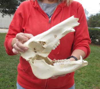 11 inch African Bush Pig Skull, Potamochoerus larvatus for $42.00 