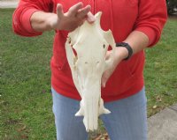 11 inch African Bush Pig Skull, Potamochoerus larvatus for $42.00 