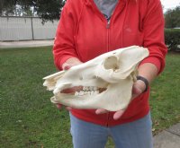11 inch African Bush Pig Skull, Potamochoerus larvatus for $42.00 