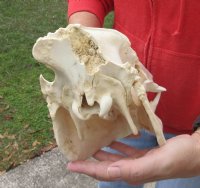 11 inch African Bush Pig Skull, Potamochoerus larvatus for $60.00 