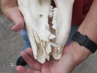 11 inch African Bush Pig Skull, Potamochoerus larvatus for $42.00 