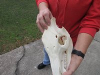 11 inch African Bush Pig Skull, Potamochoerus larvatus for $42.00 