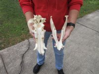 11 inch African Bush Pig Skull, Potamochoerus larvatus for $42.00 