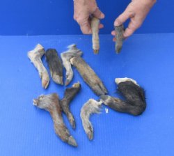 <font color=red> *Special Price*</font> 10 piece lot of Wild Boar feet/legs cured in formaldehyde,  measuring 5 to 9 inches in length - $10