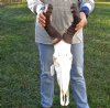 African male Red Hartebeest skull with 19 inch horns. You are buying the one pictured for $125