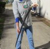 39 inch Polished Gemsbok Horn Walking Cane, Stick with a Warthog Tusk handle with a brass fastener - You are buying the one pictured for $125.00