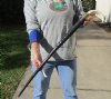 34 inch Polished Gemsbok Horn Walking Cane, Stick with a Warthog Tusk handle with a brass fastener - You are buying the one pictured for $125.00