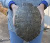 Huge River Cooter Turtle Shell 11-1/4 inches long - You are buying the turtle shell shown for $40