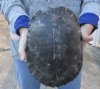 Huge River Cooter Turtle Shell 10-1/2 inches long - You are buying the turtle shell shown for $32