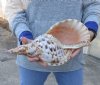 Pacific Triton seashell 14 inches long - (You are buying the shell pictured) for $105