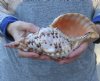 Pacific Triton seashell 9 inches long - (You are buying the shell pictured) for $30