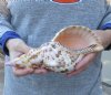 Pacific Triton seashell 9 inches long - (You are buying the shell pictured) for $30. <font color=red> (tip damage and worm holes)</font>