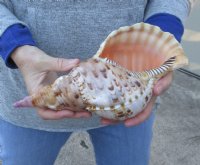 Pacific Triton seashell 10 inches long - (You are buying the shell pictured) for $40.