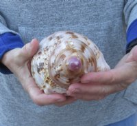 Pacific Triton seashell 10 inches long - (You are buying the shell pictured) for $40.
