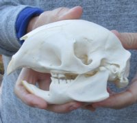 African Porcupine Skull (Hystrix africaeaustrailis) measuring 5-1/2 inches long by 3 inches wide for $50.00