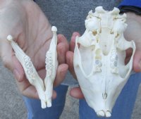African Porcupine Skull (Hystrix africaeaustrailis) measuring 5-1/2 inches long by 3 inches wide for $50.00