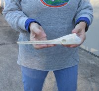 A-Grade 9-1/2 inch by 1-3/4 inch longnose gar skull (Lepisosteus osseus).  You are buying the skull pictured for $80.00