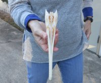 A-Grade 9-1/2 inch by 1-3/4 inch longnose gar skull (Lepisosteus osseus).  You are buying the skull pictured for $80.00