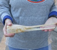 A-Grade 11 inch by 2 inch longnose gar skull (Lepisosteus osseus).  You are buying the skull pictured for $80.00