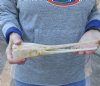 A-Grade 11 inch by 2 inch longnose gar skull (Lepisosteus osseus).  You are buying the skull pictured for $80.00