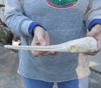 A-Grade 12-1/2 inch by 2-1/2 inch longnose gar skull (Lepisosteus osseus).  You are buying the skull pictured for $115.00