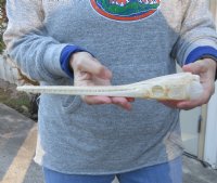 A-Grade 12 inch by 2 inch longnose gar skull (Lepisosteus osseus).  You are buying the skull pictured for $115.00