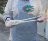 A-Grade 13-3/4 inch by 2-1/4 inch longnose gar skull (Lepisosteus osseus).  You are buying the skull pictured for $115.00
