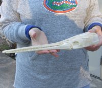A-Grade 13-3/4 inch by 2-1/4 inch longnose gar skull (Lepisosteus osseus).  You are buying the skull pictured for $115.00