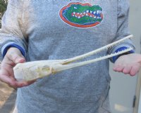 13 inch by 2-1/4 inch longnose gar skull (Lepisosteus osseus).  You are buying the skull pictured for $115.00