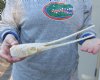 13 inch by 2-1/4 inch longnose gar skull (Lepisosteus osseus).  You are buying the skull pictured for $115.00