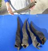 5 piece lot of #2 Grade and/or small African Eland Bull Horns 24 to 28 inches long.  (You are buying the horns in the photos-review photos for damage) for $60.00