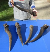 5 piece lot of #2 Grade and/or small African Eland Bull Horns 22 to 31 inches long.  (You are buying the horns in the photos-review photos for damage) for $60.00