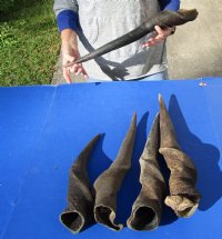 5 piece lot of #2 Grade and/or small African Eland Bull Horns 20 to 33 inches long.  (You are buying the horns in the photos-review photos for damage) for $60.00