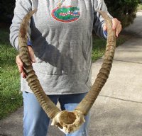 25 and 26 inch Waterbuck Horns on skull plate - You are buying the skull plate and horns pictured for $95 (Stain on horn)