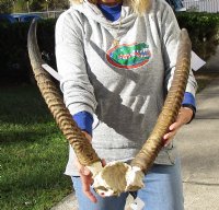 21 and 24 inch Waterbuck Horns on skull plate - You are buying the skull plate and horns pictured for $75 (Horns slide on and off, rough horn tip, one horn does not slide all the way on)