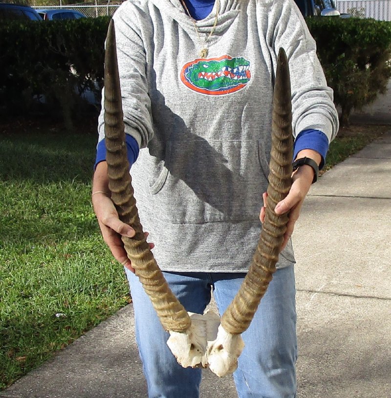 Waterbuck Horns on skull plate