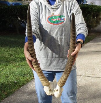 25 and 26 inch Waterbuck Horns on skull plate for $95