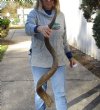 Kudu horn for sale measuring 54 inches, for making a shofar.  You are buying the horn in the photos for $175 (no holes, has a few rough spots)