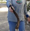 Nyala horn for sale measuring approximately 21 inches.  (You are buying the horn in the photos) for $25