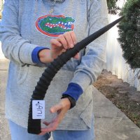 African Sable (Hippotragus niger) horn measuring 24 inches (You are buying the horn pictured) for $45