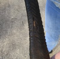 African Sable (Hippotragus niger) horn measuring 26 inches (You are buying the horn pictured) for $45 (Rough spot on horn)
