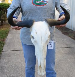 19 inch wide Female Blue Wildebeest Skull and Horns - $80