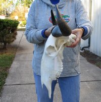 19 inch wide Female Blue Wildebeest Skull and Horns - You are buying the skull shown for $120 (Nose repair, a couple broken teeth)