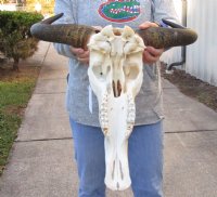19 inch wide Female Blue Wildebeest Skull and Horns - You are buying the skull shown for $120 (Nose repair, a couple broken teeth)