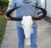 #2 Grade Female Blue Wildebeest Skull with 23 inch wide Horns (bad horn tip) - You are buying this one for $100.00 (Damage to back of skull, drill holes in horns)