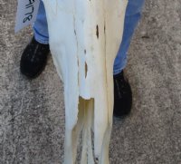 #2 Grade Female Blue Wildebeest Skull with 22 inch wide Horns (bad horn tip) - You are buying this one for $110.00 (Hole on back of skull, damage to nose, horn anomaly)