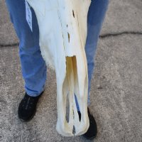 #2 Grade Female Blue Wildebeest Skull with 22 inch wide Horns (bad horn tip) - You are buying this one for $110.00 (Hole on back of skull, damage to nose, horn anomaly)